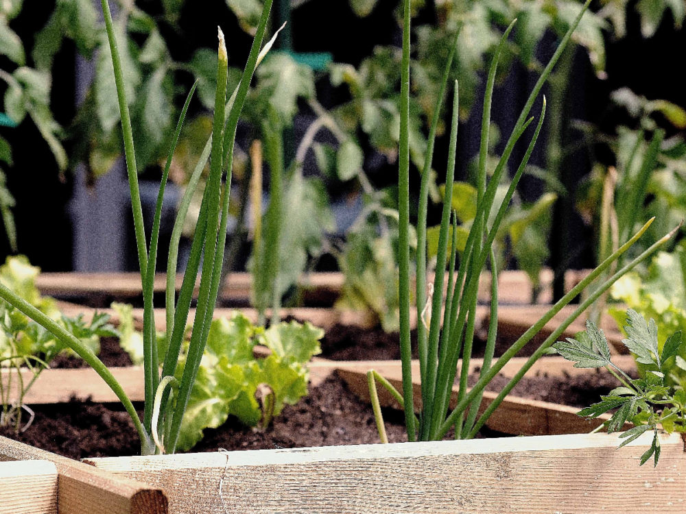 stijlvolle plantenbakken