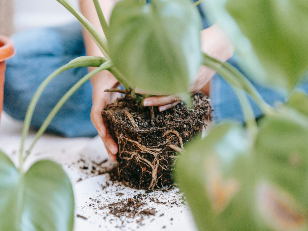 planten oppotten