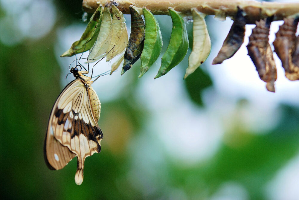 biodiversiteit in je tuin