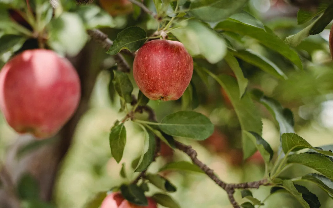 Tips voor het kiezen van een mooie fruitboom