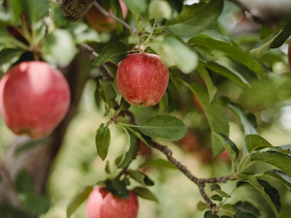 mooie fruitboom