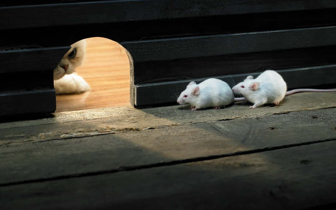 Hoe muizen in huis effectief te verjagen: Een complete gids